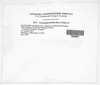 Uredinopsis pteridis image
